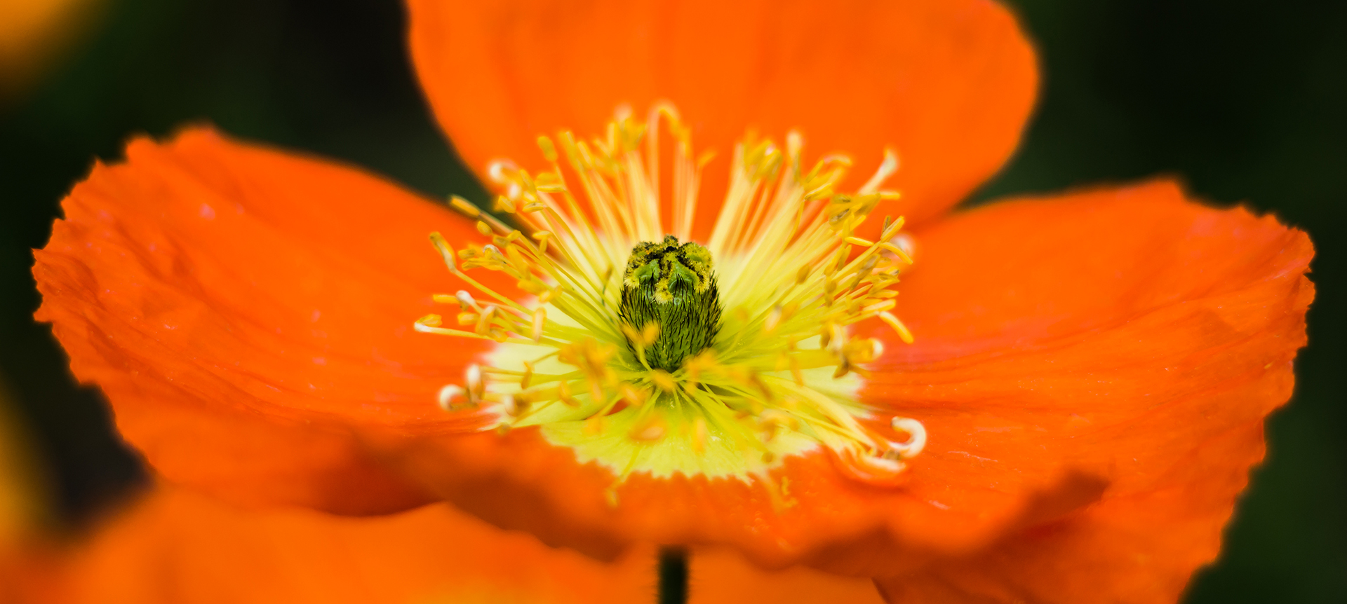 Fleur orange en gros plan