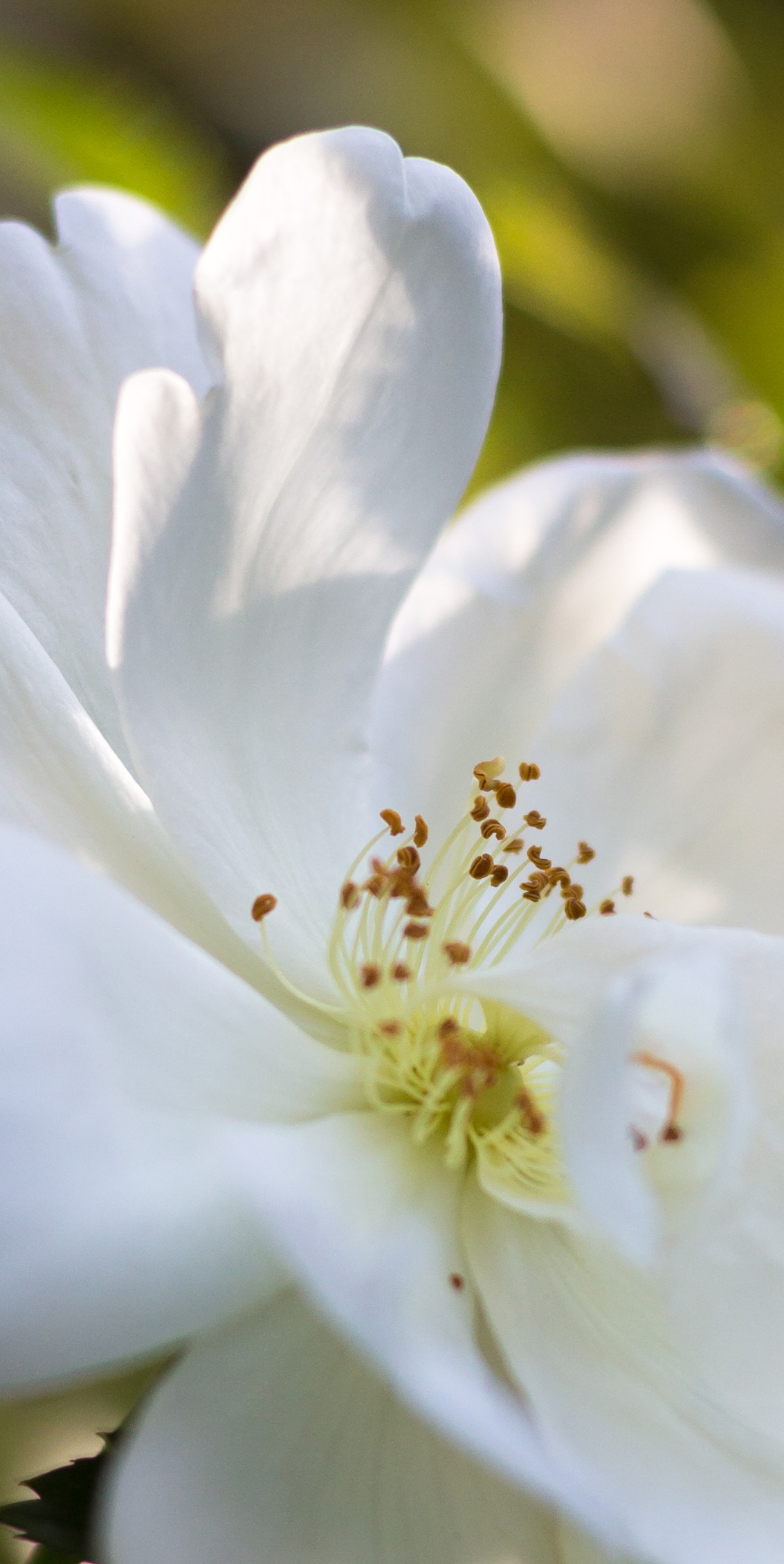 Fleur blanche en gros plan