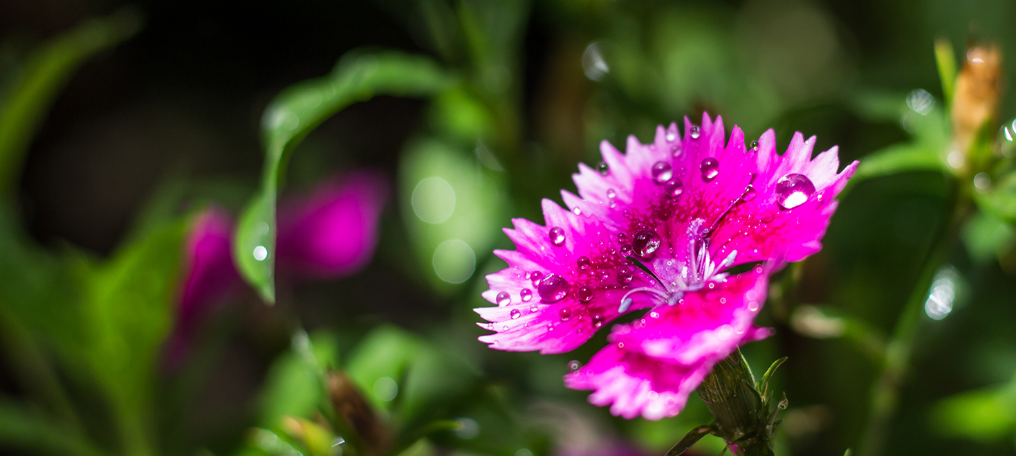 Photo d'une fleur Rouge/Rose